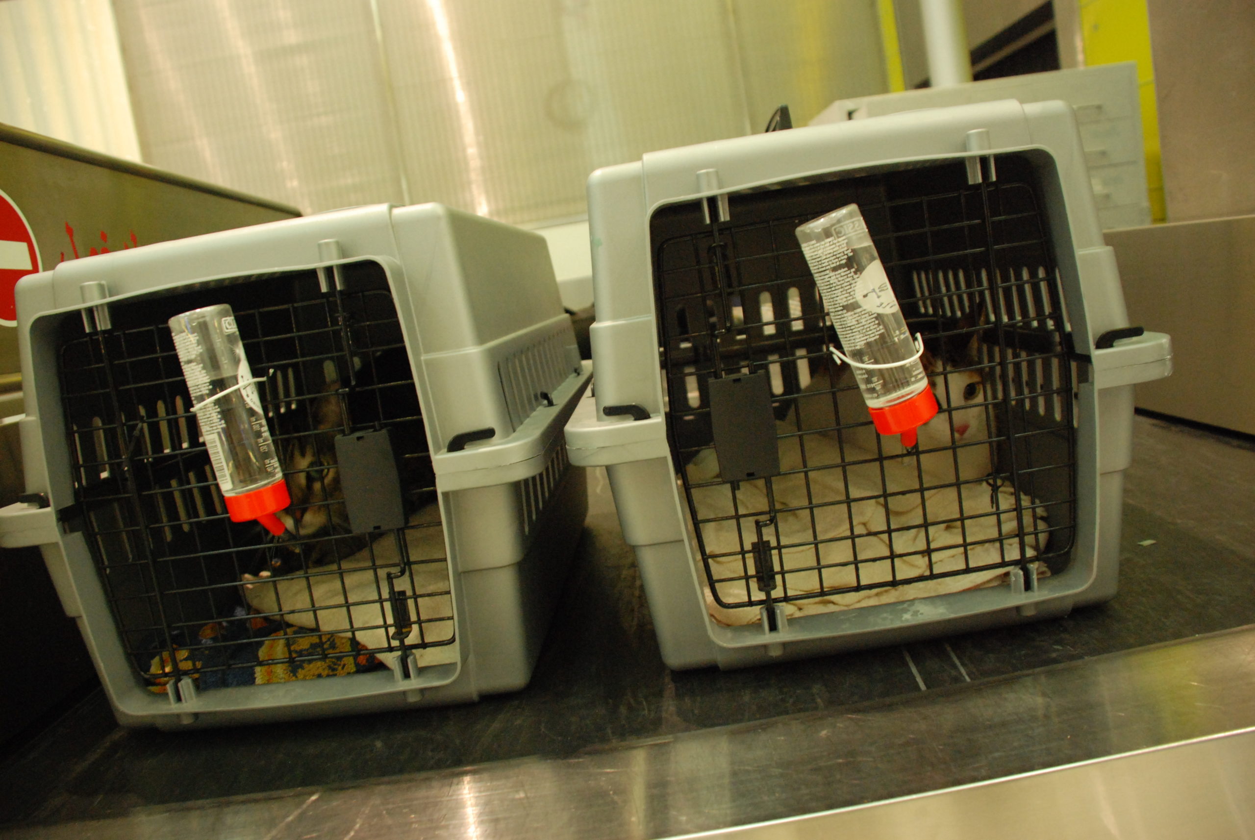 Die beiden in Dubai adoptierten Katzen in Transportboxen